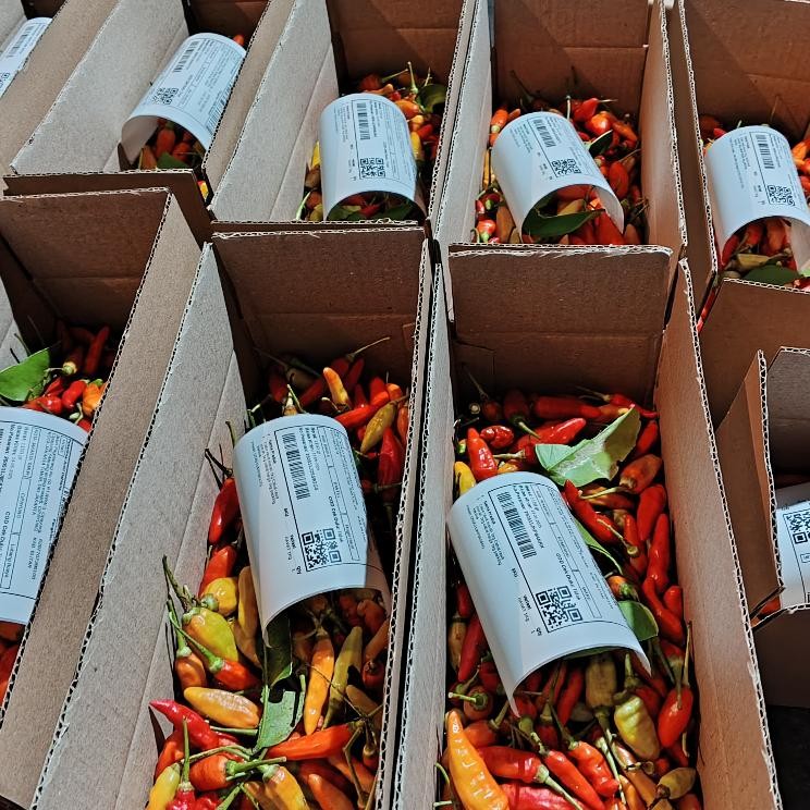 

Kualitas Tertinggi Cabe Rawit Merah 1Kg / Cabai Rawit Merah 1 Kg / Lombok Rawit Merah Fresh 1 Kg Cabe Rawit Setan Packing Kardus