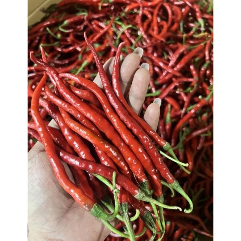 

Paling Laris Cabai Keriting Imperial 500 Gram