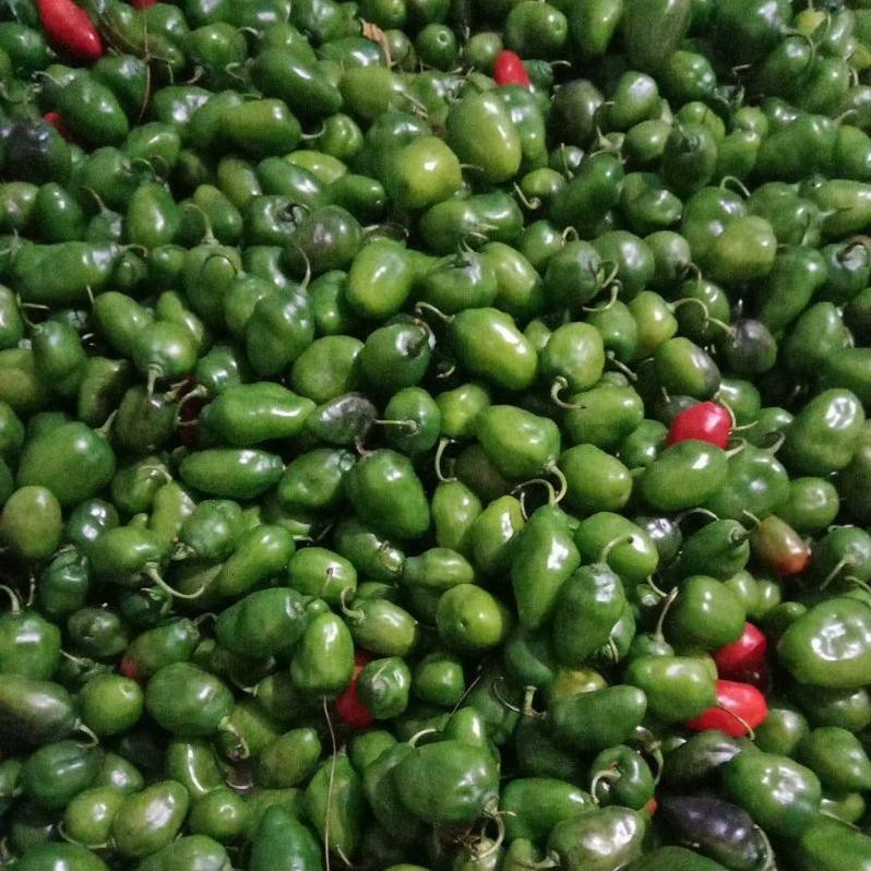 

Bisa Disesuaikan Cabe Gendot 1Kg, Cabe Lombok, Cabe Gendol