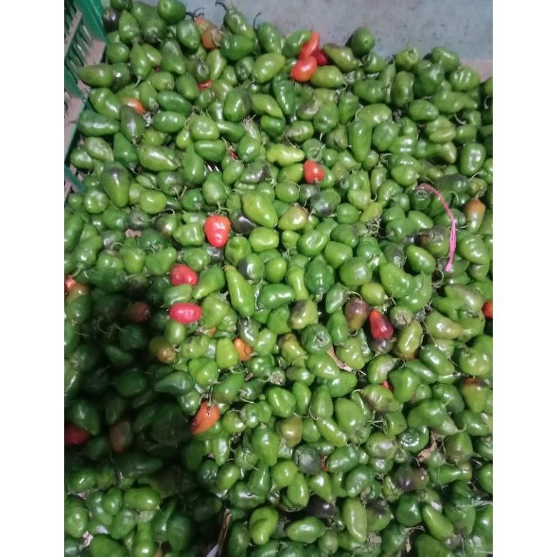 

Penuh Inovasi Cabe Gendot 500Gram