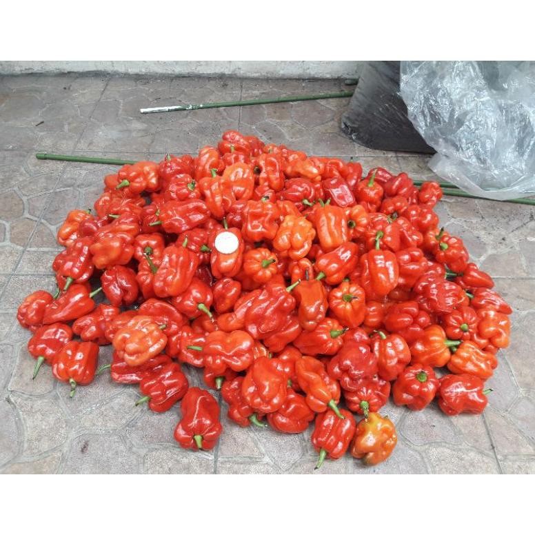

Tangguh Biji Cabe Katokkon Super / Cabe Toraja Super Isi 20 Butir