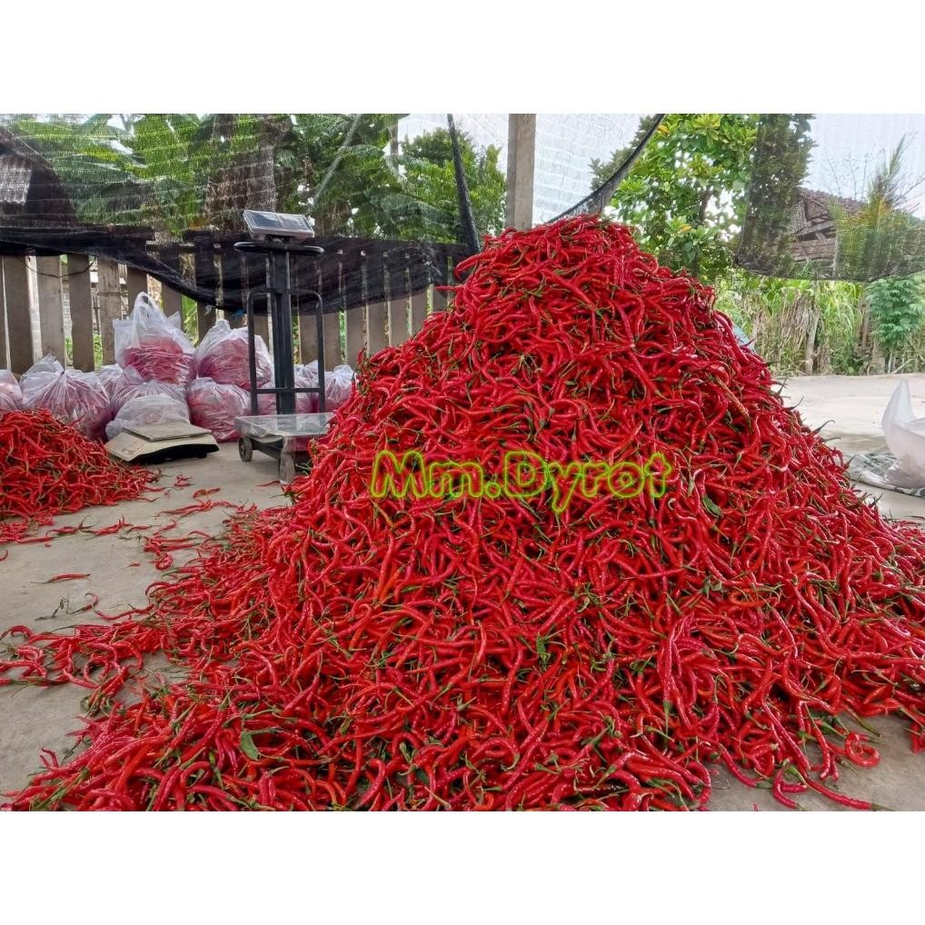 

Cocok [ Jatim Saja ] Cabe Merah Keriting 1Kg / Cabe Keriting Merah 1Kilo / Cabai Keriting 1Kg Fresh Segar Panen Langsung Dari Petani