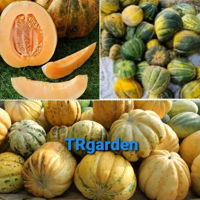 

TERMURAH BENIH BIJI BLEWAH MADU SUPER MANIS - BIBIT UNGGUL BUAH MUSIMAN