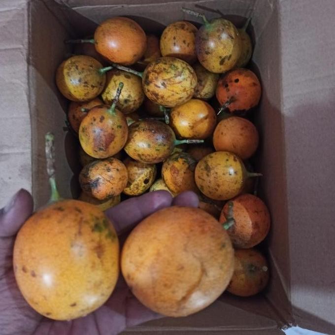 

TERMURAH BUAH MARKISA MADU KONYAL 1KG | RASA MANIS ASLI 100% FRESH