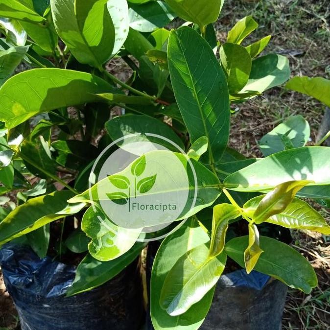 

TERMURAH BIBIT JAMBU AIR MADU DELI & CITRA - TANAMAN BUAH SEGAR COCOK UNTUK TABULAMPOT