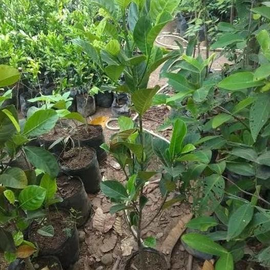 

TERMURAH BIBIT NANGKA MADU 1 METER OKULASI | TANAMAN BUAH CEPAT PANEN