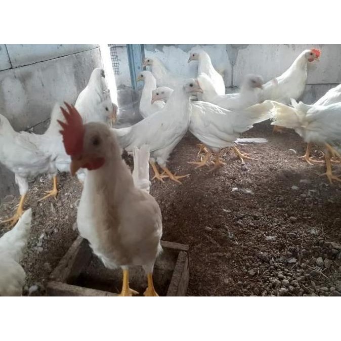 

TELUR AYAM WHITE LEGHORN FERTIL TETAS ORI