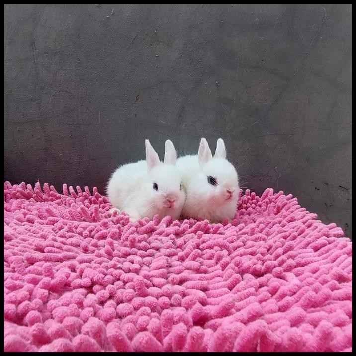 kelinci mini netherland white dwarf eyeliner