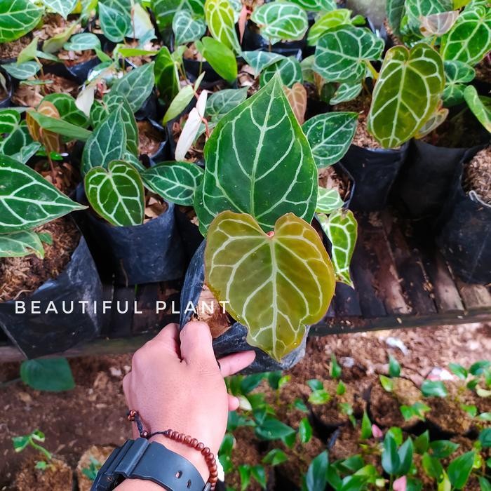 Tanaman Hias Kuping Gajah - Kuping Gajah Mini