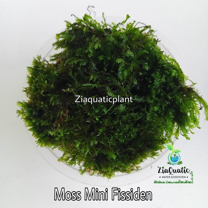 Tanaman Aquascape Moss Mini Fissiden Porsi Cup 65Ml