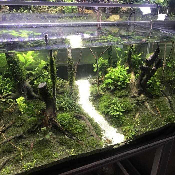 Jasa setting aquascape fullset