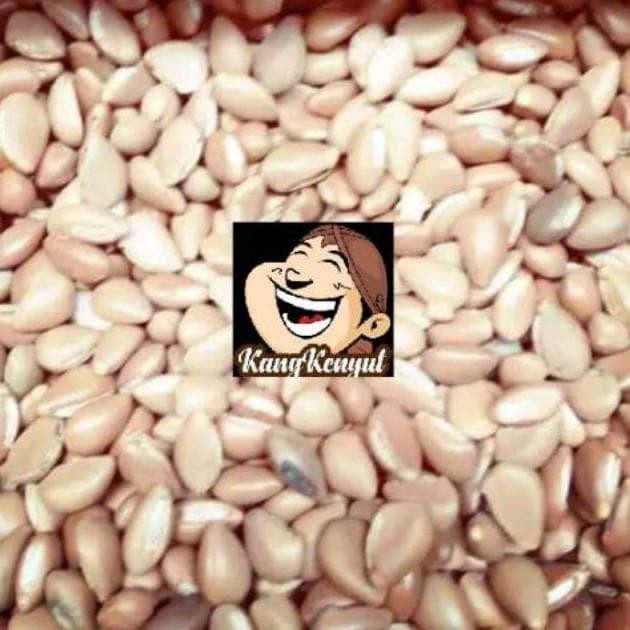 TERLARIS Biji dakon/biji congklak biji sawo kecik 500gram