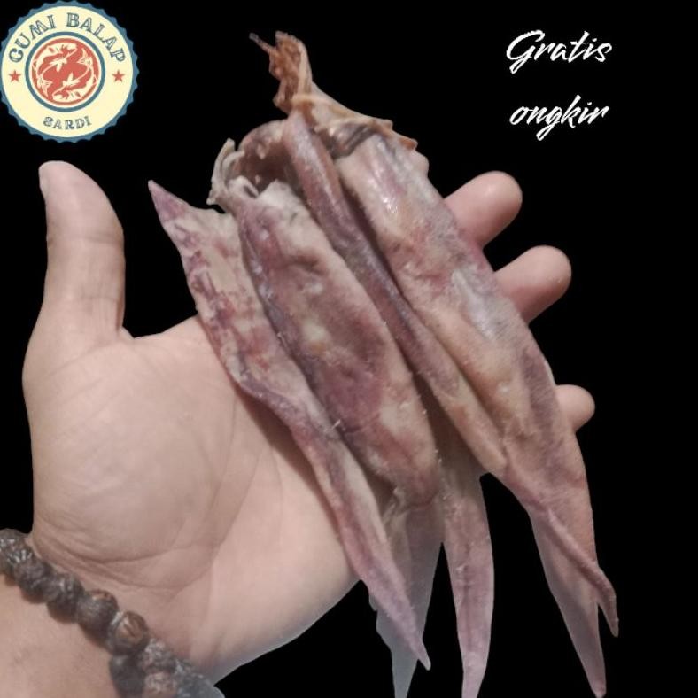 

ikan cumi gepengcumi gepeng berkualitas