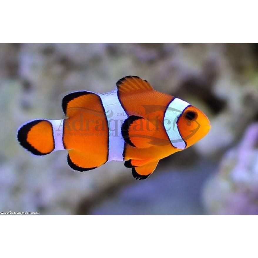 T BANDUNG IKAN HIAS LAUT NEMO BADUT CLOWNFISH
