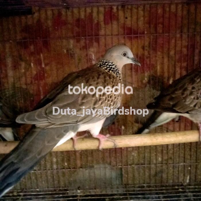 tekukur atau dekukur pilihan