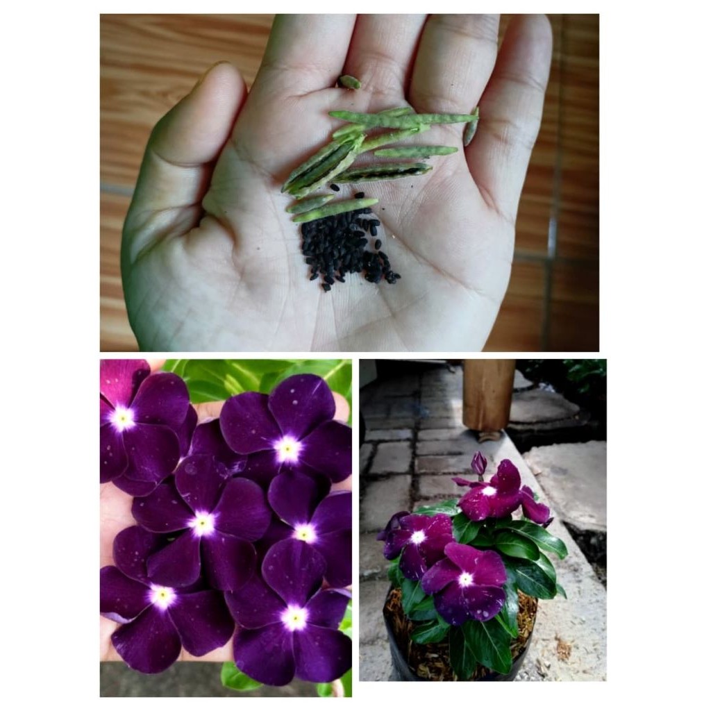 Ready... Benih bunga  vinca / tapak dara  blackberry 10 biji