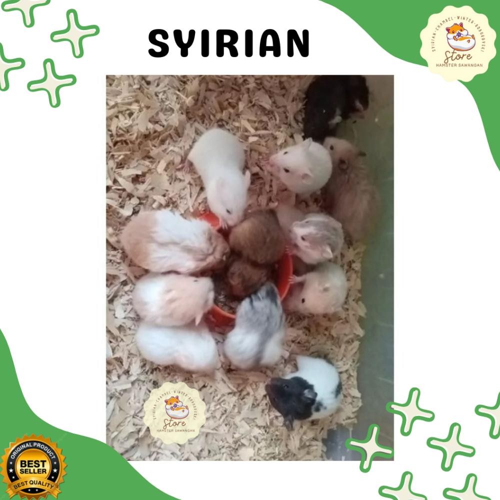 

Box Packing & Syirian Sh/Lh Hamster Sehat Jinak Nugi