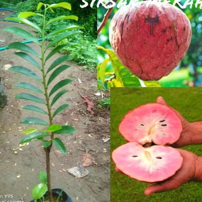 Terlaris Bibit Tanaman Buah Sirsak Merah Jumbo Cepat Berbuah SUPER