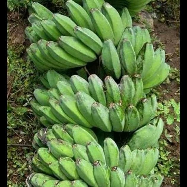 Terlaris bibit pisang kepok super jumbo TERMURAH