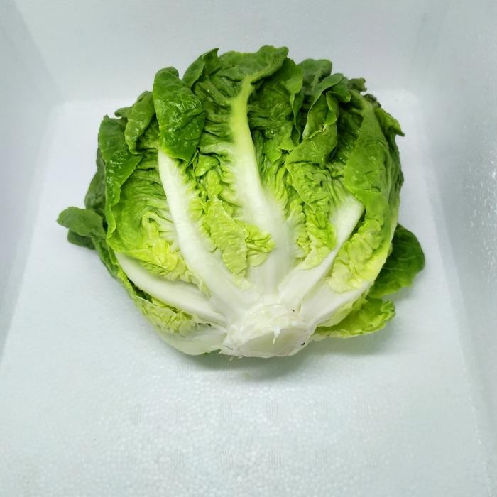 

New lettuce romaine 1 kg