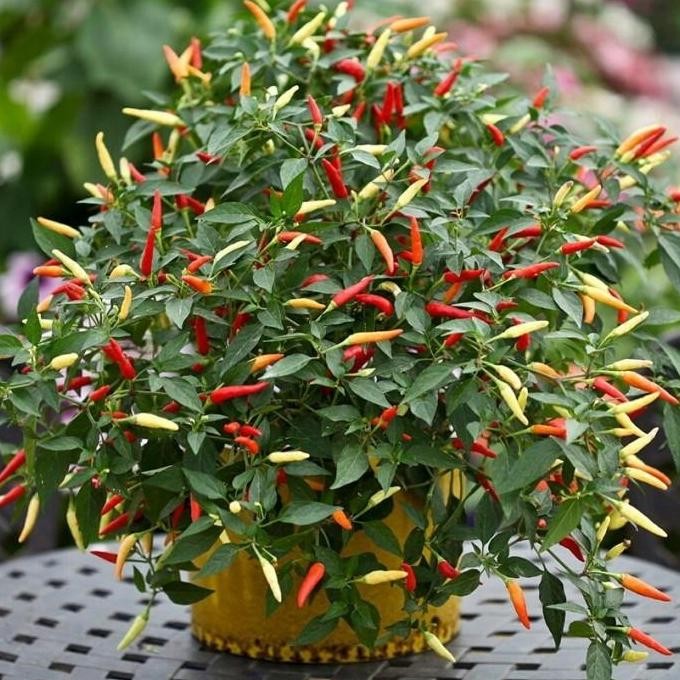 5 POT Tanaman Cabai Rit Setan Pedas COD Tanaman Pohon Hidup Bibit pohon cabe rit setan besar sudah b