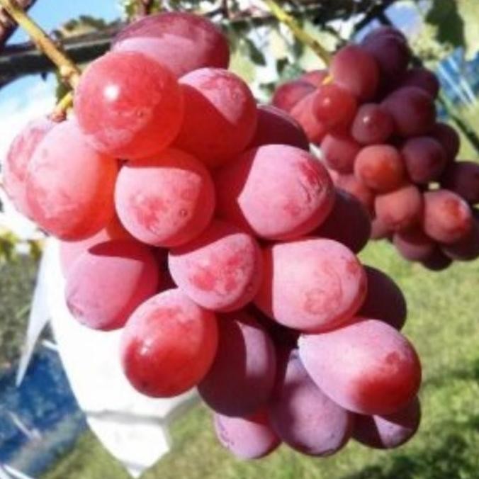 

Bibit Anggur Import Ruby Roman Kualitas Terbaik Harga Termurah