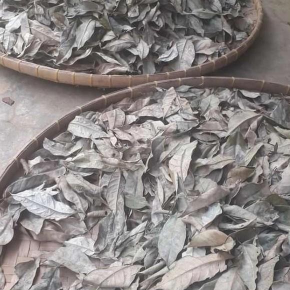 

Daun pala kering organik bahan jamu