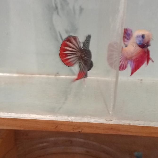 

Betta Imbellis Hybrids (Mascot)