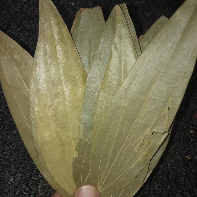 ------] (10 lembar) tez patha - Bayleaf - bay leaf - salam