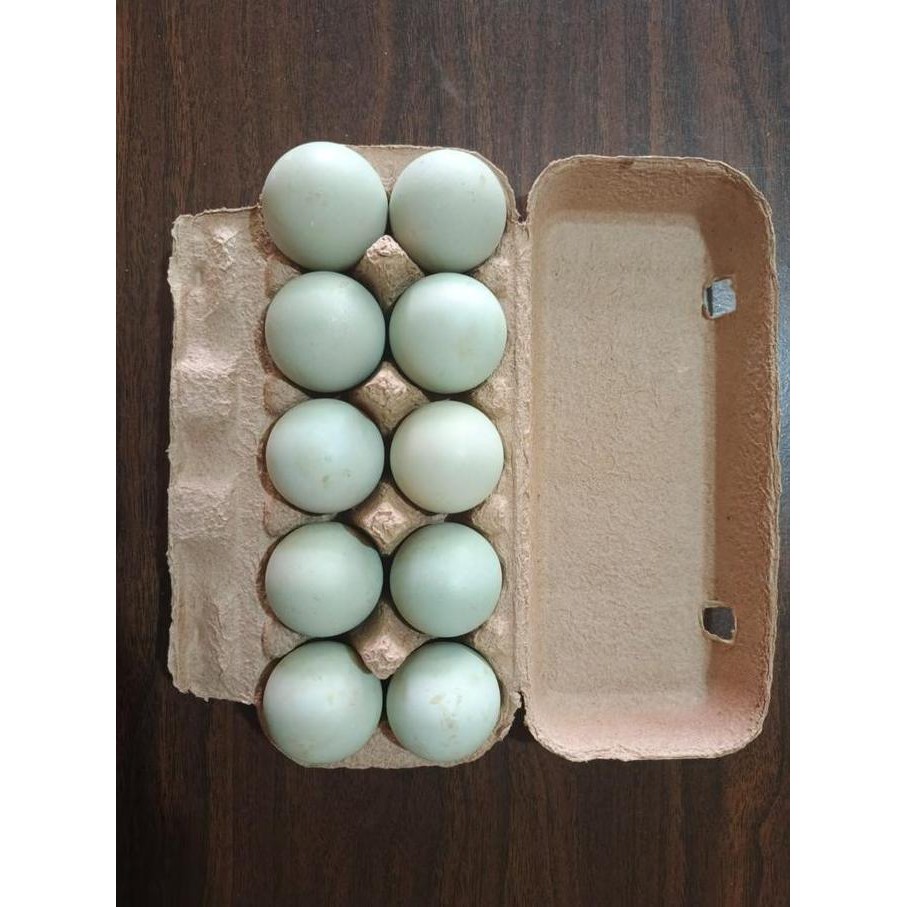 

Produk Baru!! Telur Bebek Mentah Organik 1 Butir - Telur Fresh Bebek Peternakan