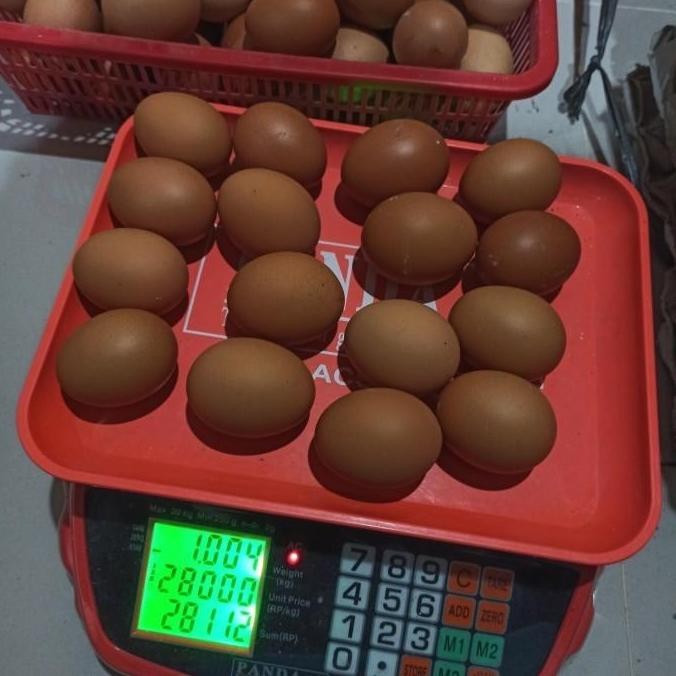 

Produk Baru!! Telur Ayam Negeri 1kg Isi 16 Butir - Telur Coklat Segar Fresh Packing