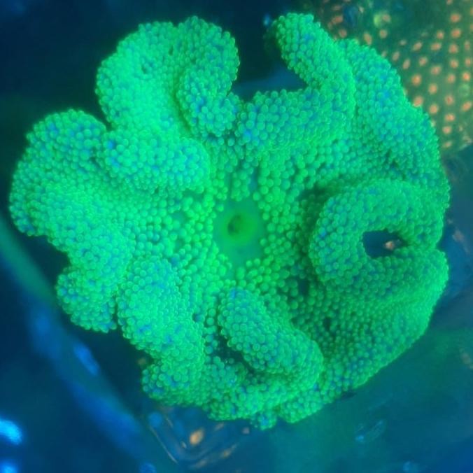 ANEMON KARPET HIJAU BIASA