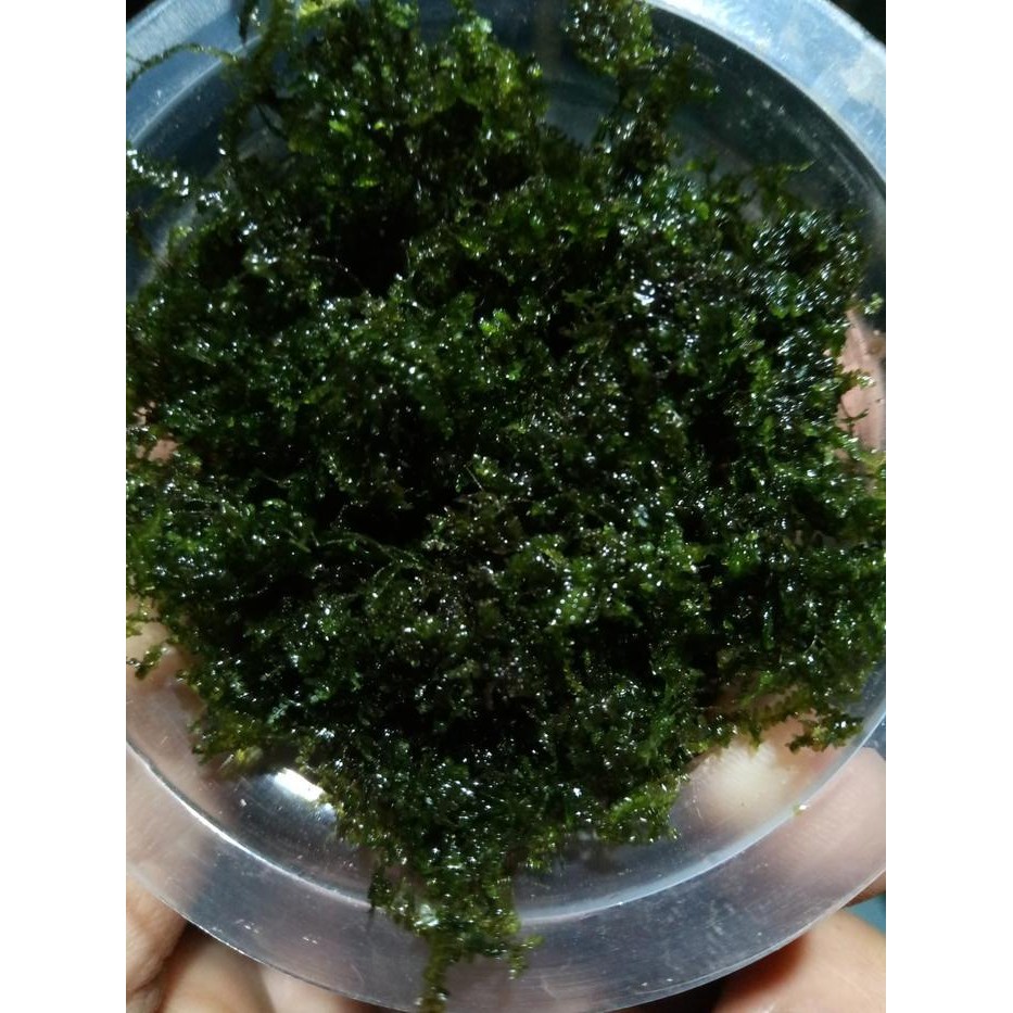 Java Spring / Mini Weeping Moss Bahan Original Dan Terpercaya