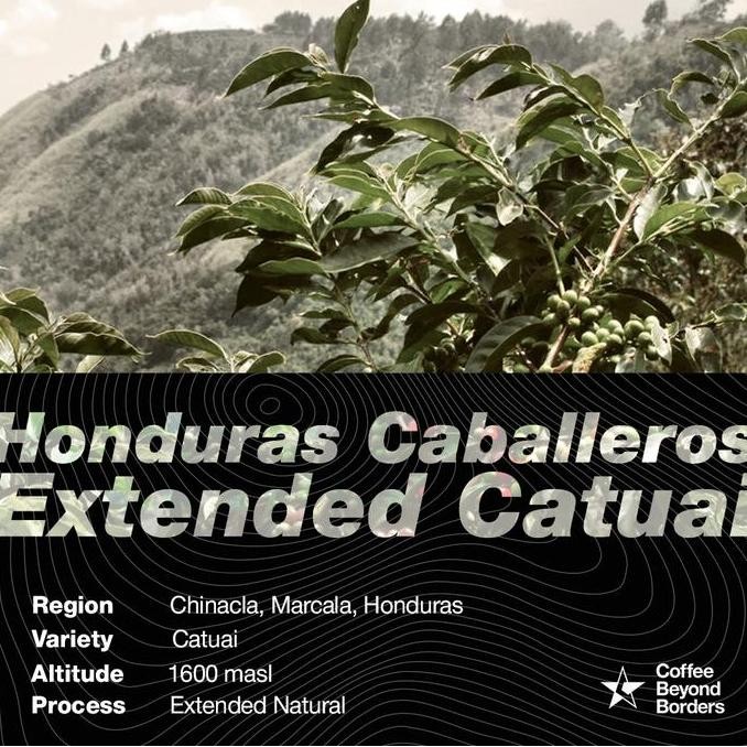 

Arabica Green Beans - Honduras Caballeros Extended Natural Catuai #Gratisongkir