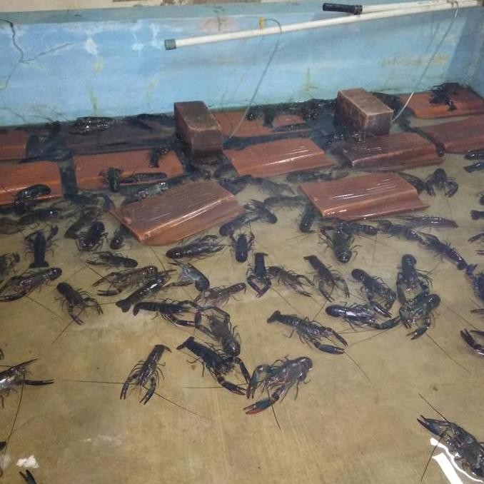 

Lobster Air Tawar Frozen Size 75-100 Gr (10-14 Ekor)1Kg #Gratisongkir