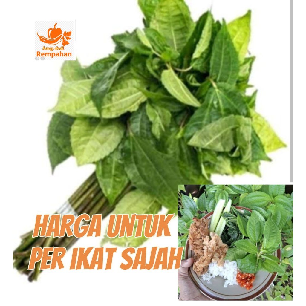 

daun pohpohan lalapan 500 grm