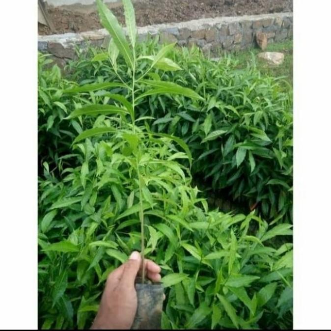 BIBIT POHON GENITRI/ BIBIT POHON JENITRI BUAH DE SI