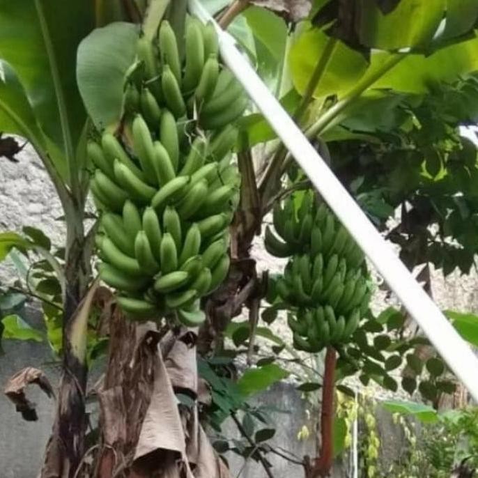 bibit pohon pisang Ambon buah,Ambon lumut,morosebo