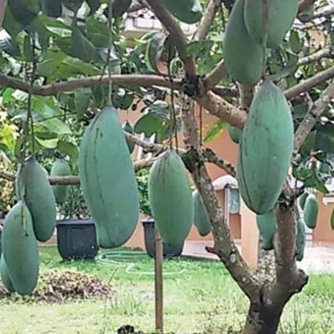 Bibit Mangga Mahatir Pohon Mangga Bibit Buah Mangga Mahatir