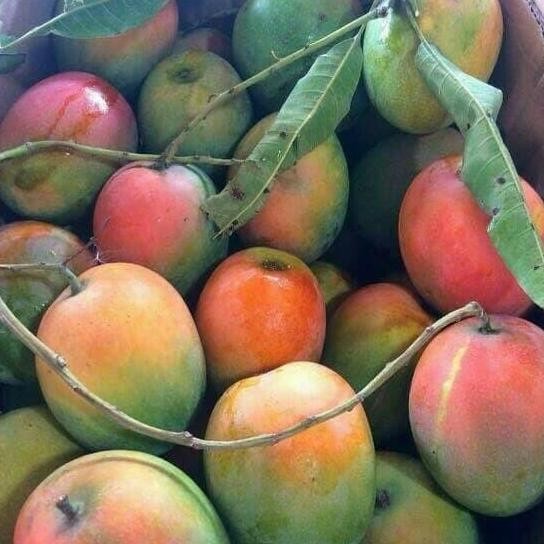 POHON Bibit Mangga Gedong Gincu Pohon Mangga Bibit Buah Mangga Gedong