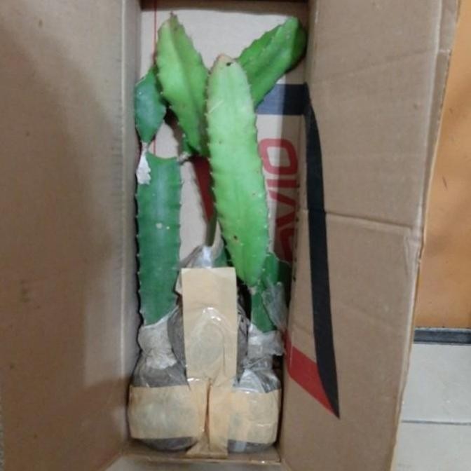 POHON Bibit Pohon Naga Merah - Buah Naga - Tanaman Naga Merah - Dragon