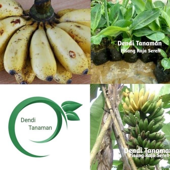 Bibit Pohon Pisang Raja Sereh / Buah Pisang Raja