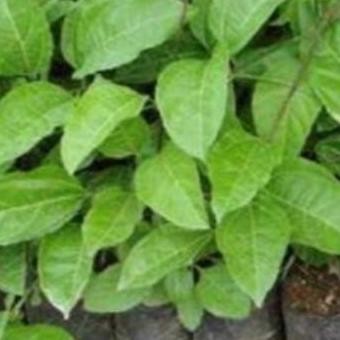 Bibit Tanaman Buah Markisa Bibit Markisa Pohon Markisa