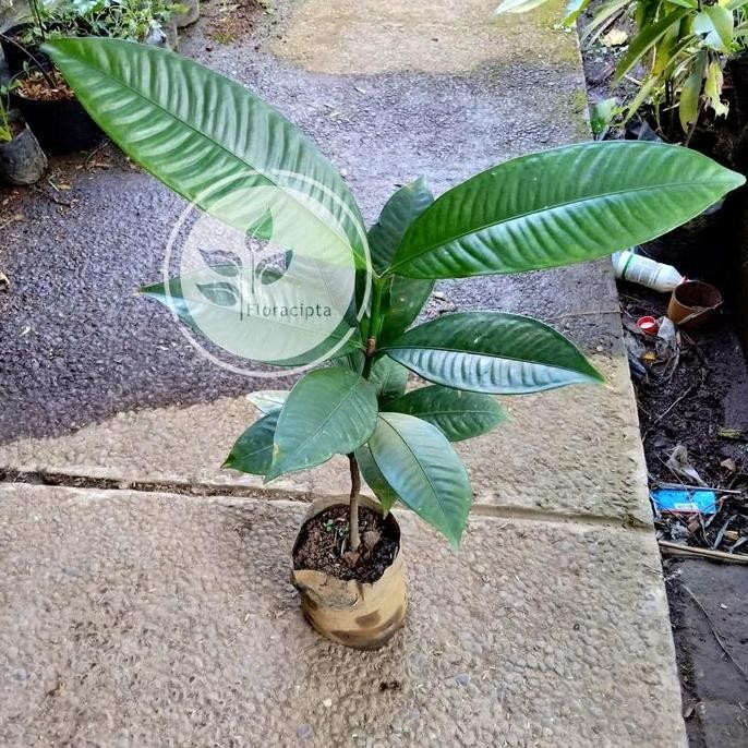 Bibit pohon manggis/Tanaman buah manggis