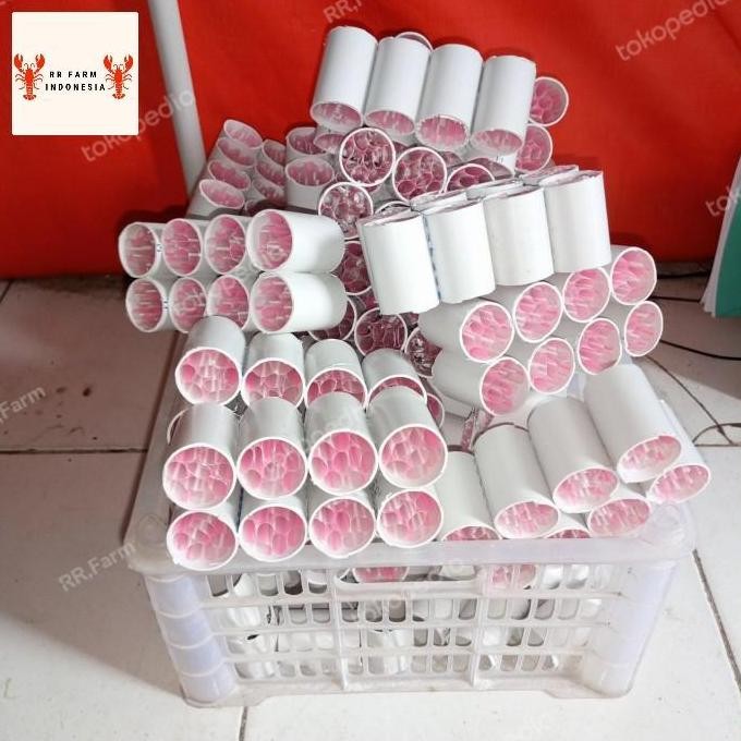 ready shelter burayak/bibit lobster air tawar