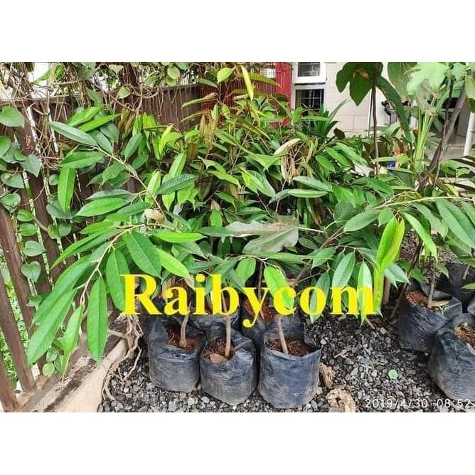 SUPER DURIAN MUSANG KING ASAL BIBIT TRUBUS JAMIN ASLI POHON BUAH a