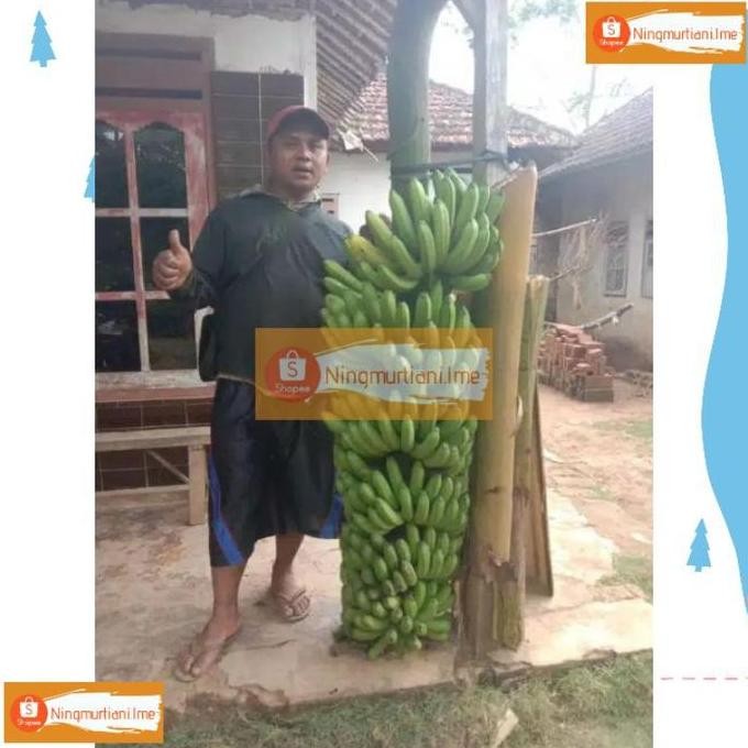 [Expert] BIBIT PISANG FHIA17 100% ORIGINAL | BONGGOL PISANG MULYO CAVENDISH | BIBIT FHIA 17