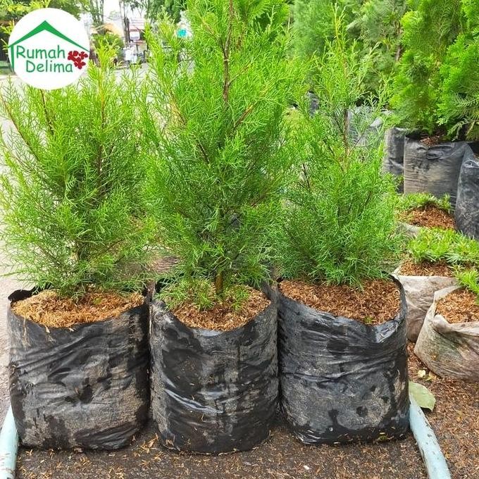 Original Tanaman Cemara Wangi Hias Aroma Segar Shopee