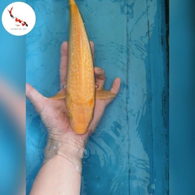 Ikan Koi Penjinak Karashi Ginrin 30 Cm Co
