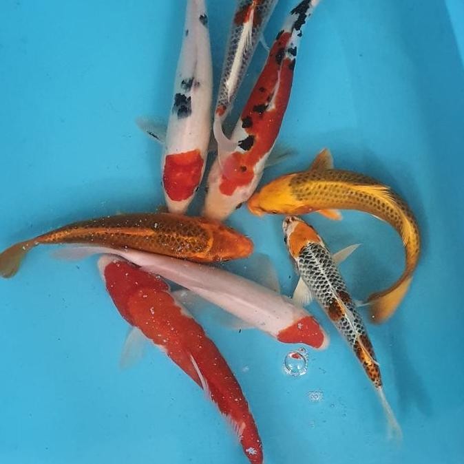 Paket Ikan Koi Blitar 26-30Cm Grade A+ 7 Ekor Co